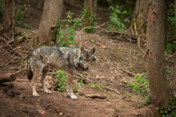 istock Closeup of a Eurasian wolf 1456130996