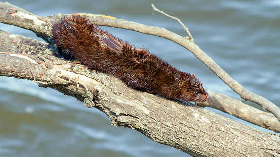 A closeup of a Muskrat on a tree bark