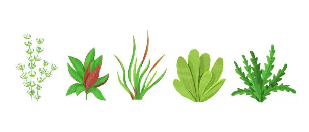 Vector illustration of Set of aquarium underwater plants on white background