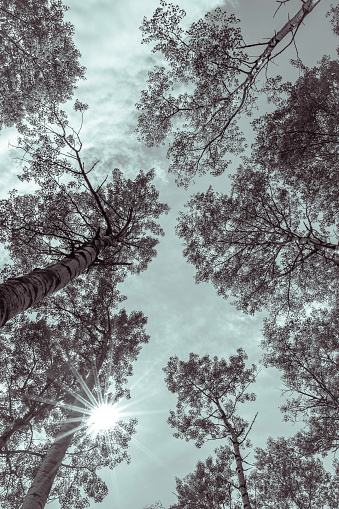 A grayscale of a beautiful trees in a forest on a sunny day
