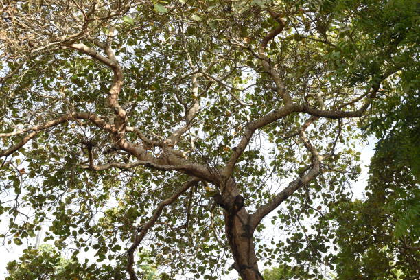A low angle shot of tall tree branches and leavers against a light blue sky