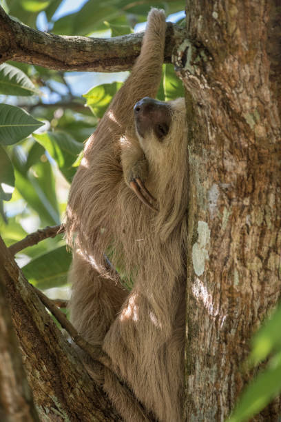istock Vertical shot of a sloth hanging on the tree 1456132283