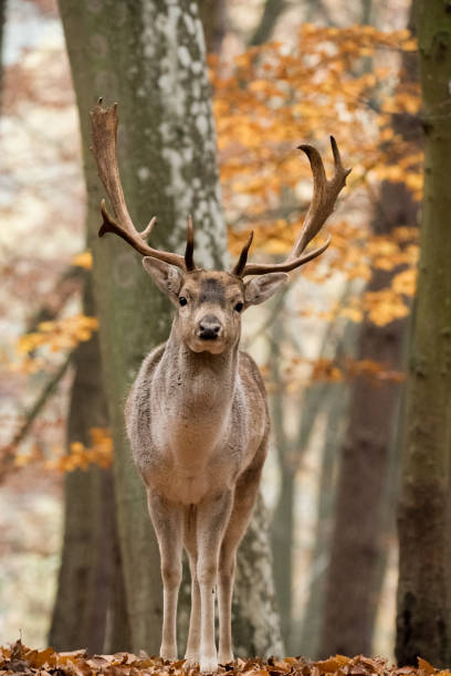 istock Selective of a red deer (Cervus elaphus) in a field 1456132341