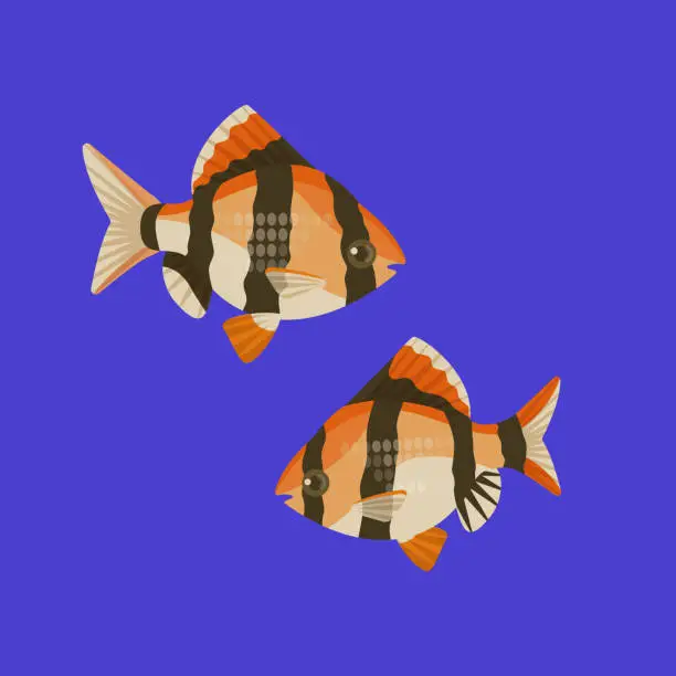 Vector illustration of Two aquarium barbus on blue background