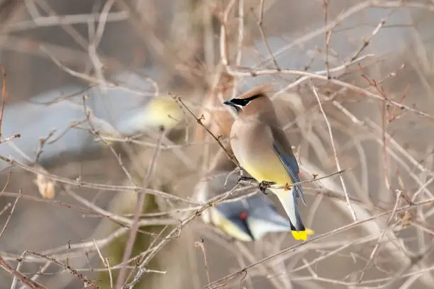 A close-up shot of a beautiful waxwing on a leafless branch