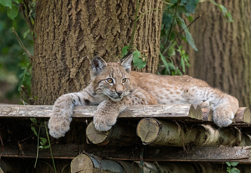 A close-up of a cute Lynx kitten lying on the wood at Wildlife conservation park in Bristol