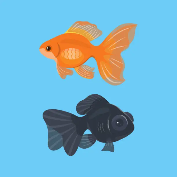 Vector illustration of Red and black goldfish in blue background