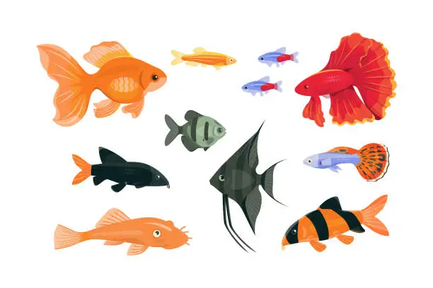 Vector illustration of Popular aquarium fish on the white background