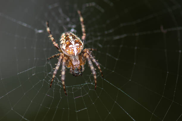 istock Close-up shot of a spide on a web 1456132597