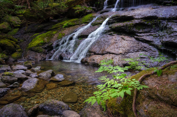 istock Stokes Fall in Vancouver Island, BC Canada 1456133356