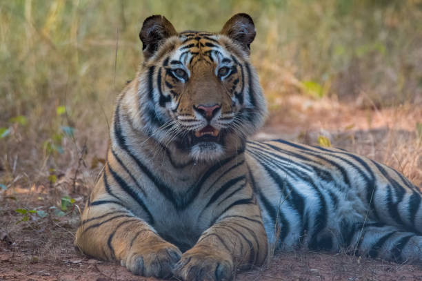 istock Beautiful wild and dangerous tiger in the forest 1456133612