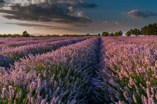 istock Lavender field in the Provence 1456134669