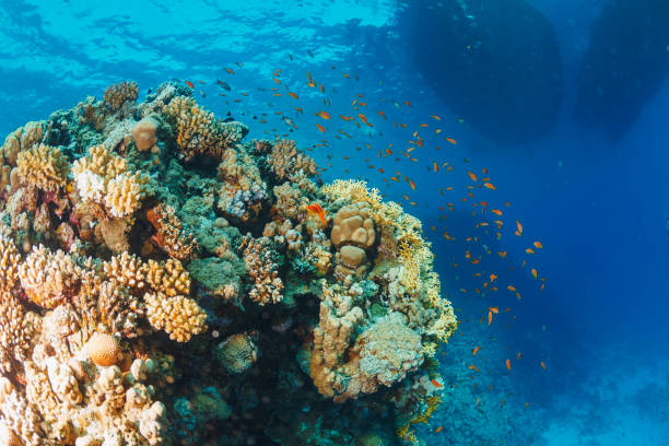 istock Underwater   explore and enjoy  Coral reef  Sea life 1456134680