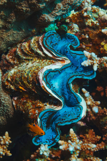 giant clam - tridacna maxima underwater sea life coral reef underwater photo scuba diver point of view red sea - büyük deniz tarağı stok fotoğraflar ve resimler