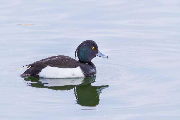 istock Tufted Duck (Aythya fuligula), swimming in the lagoon. 1456135160
