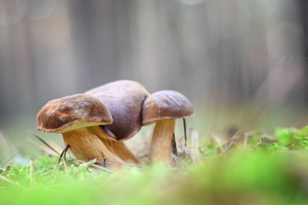 istock Cluster of Polish mushrooms (Imleria badia) in a forest 1456135370