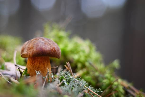 istock Polish mushroom (Imleria badia) in a forest 1456136320