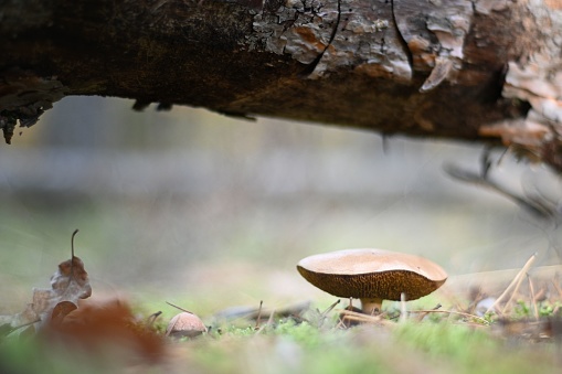 A close-up of a Russula mushroom in a forest under a tree