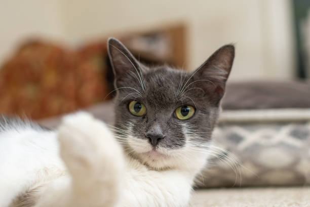 close up de um gato de cabeça cinzenta bonita com olhos verdes em um fundo desfocado - fuzzy headed - fotografias e filmes do acervo