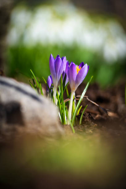istock Selective focus shot of Early Crocus flower 1456137384