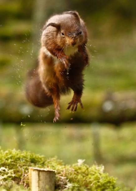 istock Vertical Shot of  red squirrel jumps through the forest 1456137580