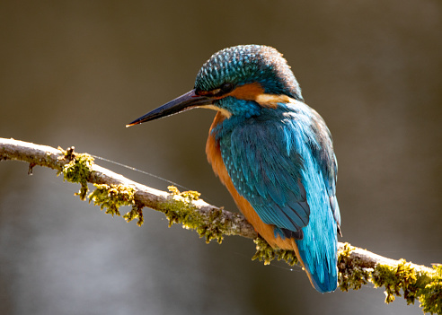 Portrait of a beautiful male common kingfisher.