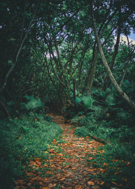 istock Vertical shot of a walking trail through a bright green forest 1456137701