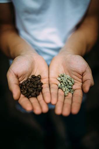 A barista holding two types of coffee beans in his palms