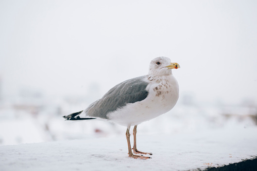 A seagull perched on a snowy railing in winter