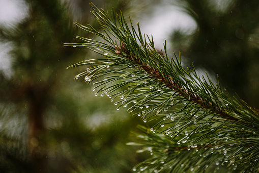 A closeup shot of raindrops on pine needles with blurred green background