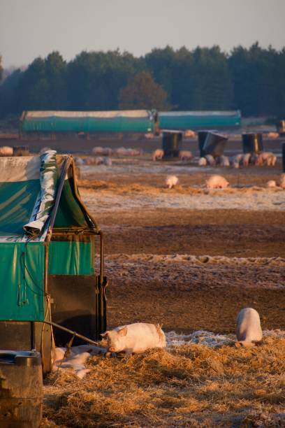 вертикальный снимок свиней, пасущихся на ферме - pig barrel pork farm стоковые фото и изображения