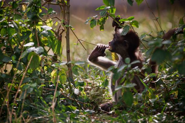 istock Young monkey with a twig in mouth in sun rays 1456139105