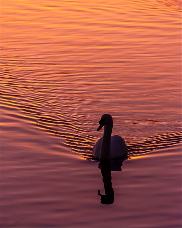 A vertical shot of the swan on a lake during the sunset