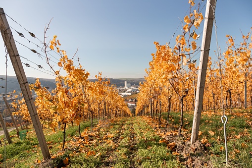 A path in a yellow-colored vineyard during autumn in Wurzburg, Germany