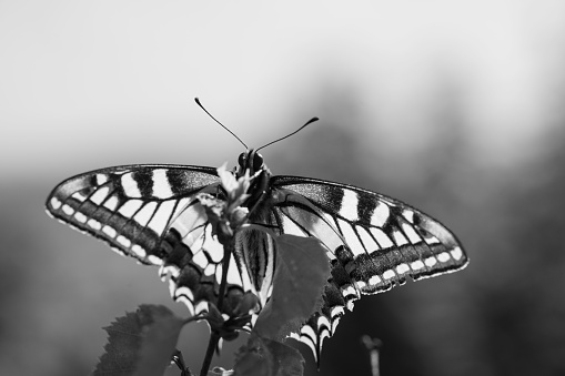 The macro grayscale shot of Swallowtail butterfly on a plant leaves
