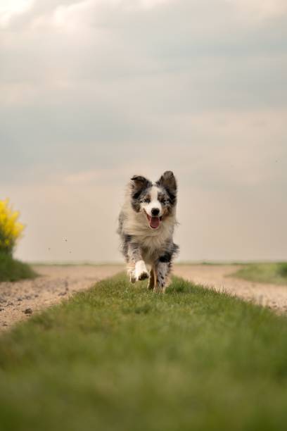 istock Australian shepherd breed dog running in the field, vertical 1456140011