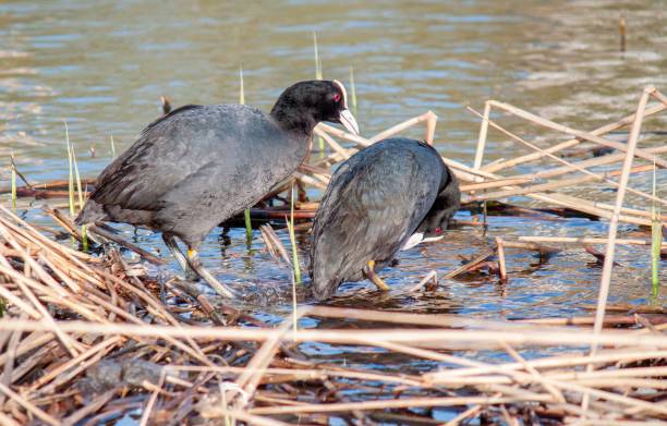 istock Lake with a nest and Eurasian coots 1456140055