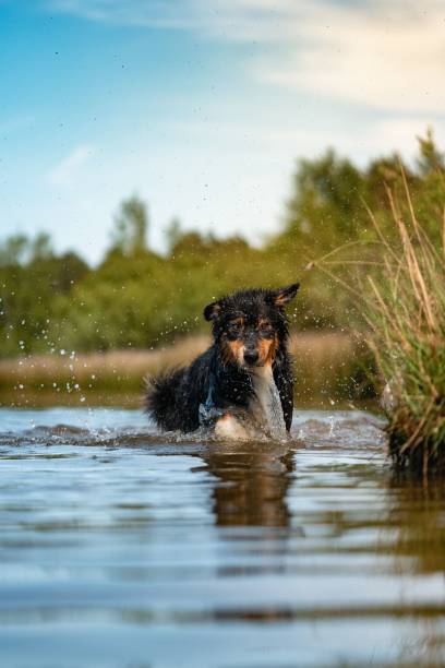 istock Australian shepherd playing in a lake 1456140059