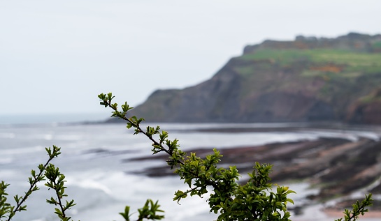 Branches with baby leaves in selective focus with a rocky seashore and a cliff in the background
