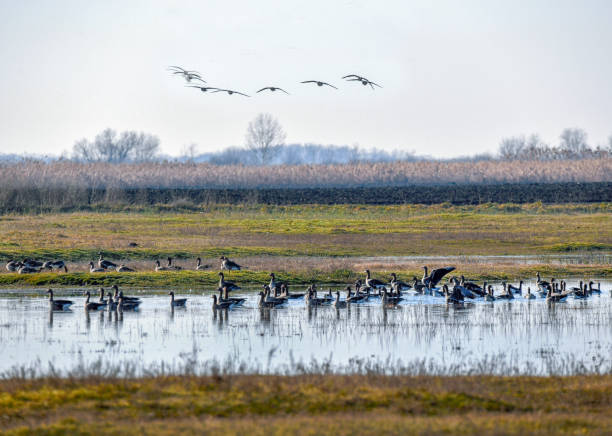 istock Wild geese at Hortobagy 1456140599