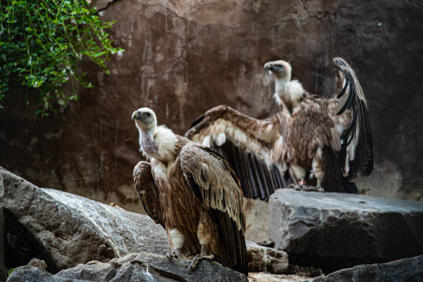 istock Couple of vultures perched on a stone surface 1456140693