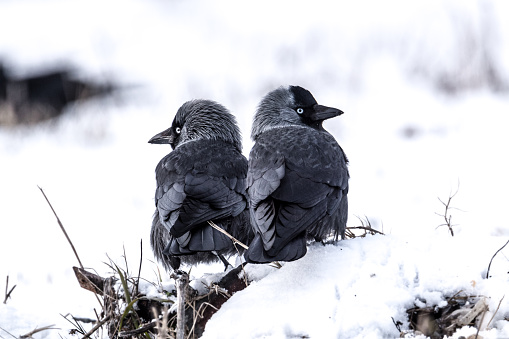 A closeup of two back to back western jackdaw birds, snowy outdo
