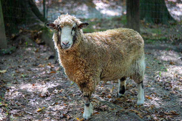 istock Closeup shot of a sheep 1456140956