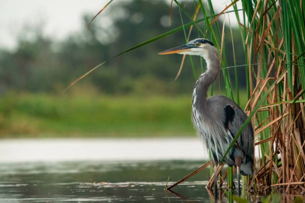 istock Beautiful gray heron bird perched near a lake 1456141021