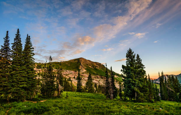 istock Beautiful green meadow with trees on a mountainside 1456141137