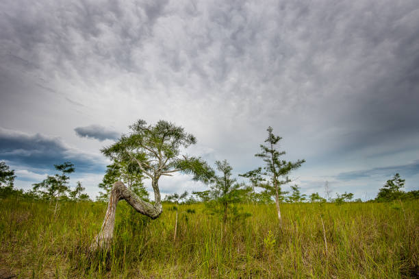 istock Beautiful cloudscape over the field 1456141178