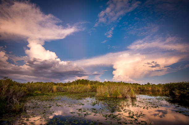 fascinante vista del parque nacional everglades en florida al atardecer - parque nacional everglades fotografías e imágenes de stock