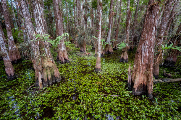 A swamp landscape in th forest