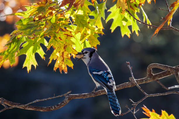istock Closeup of a blue jay perched on a tree branch holding a peanut with its beak 1456141304