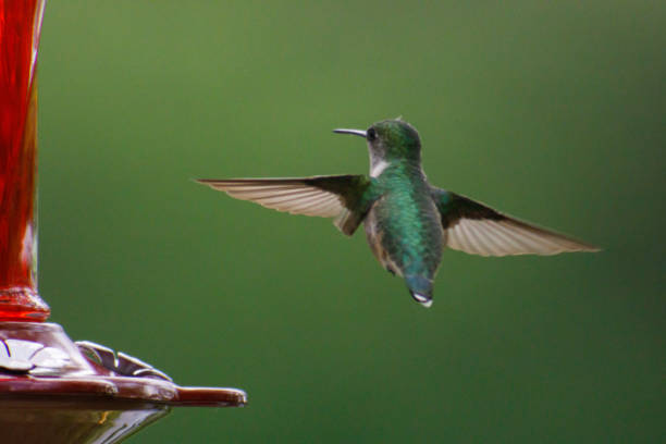 istock Female ruby-throated hummingbird flying towards a bird feeder in a field 1456141305